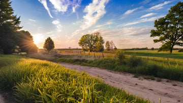 Jumping on the Tallow Bandwagon