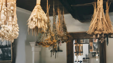 Where My Passion for Skincare Began - Wild Posie